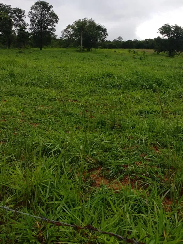 Fazenda em Felixlândia/Minas Gerais — Ref QRHQRF — Imagem 15