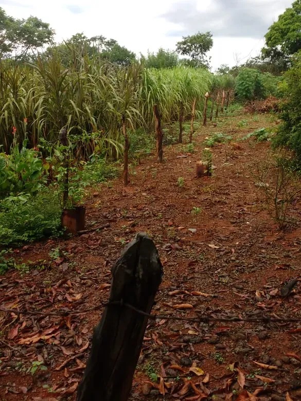 Fazenda em Felixlândia/Minas Gerais — Ref QRHQRF — Imagem 7