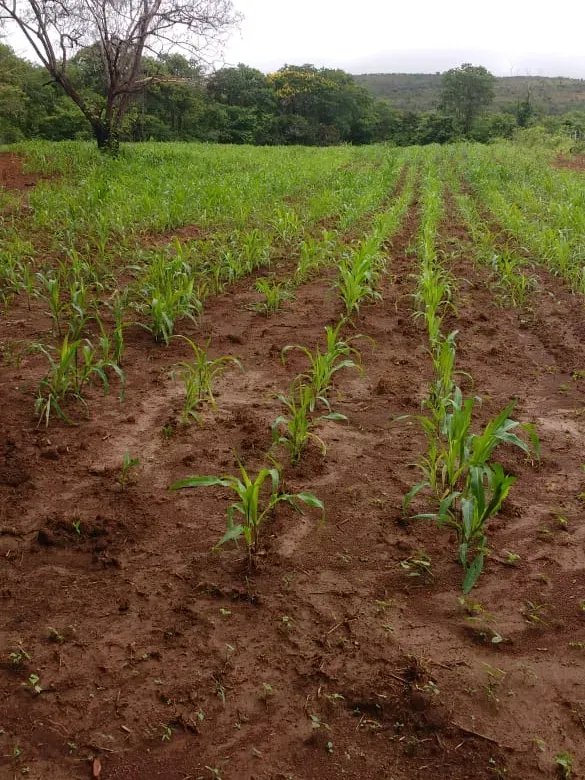 Fazenda em Felixlândia/Minas Gerais — Ref QRHQRF — Imagem 9