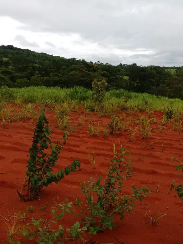 Fazenda em Felixlândia/Minas Gerais — Ref QRHQRF — Imagem 10