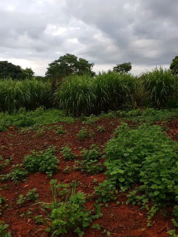 Fazenda em Felixlândia/Minas Gerais — Ref QRHQRF — Imagem 18