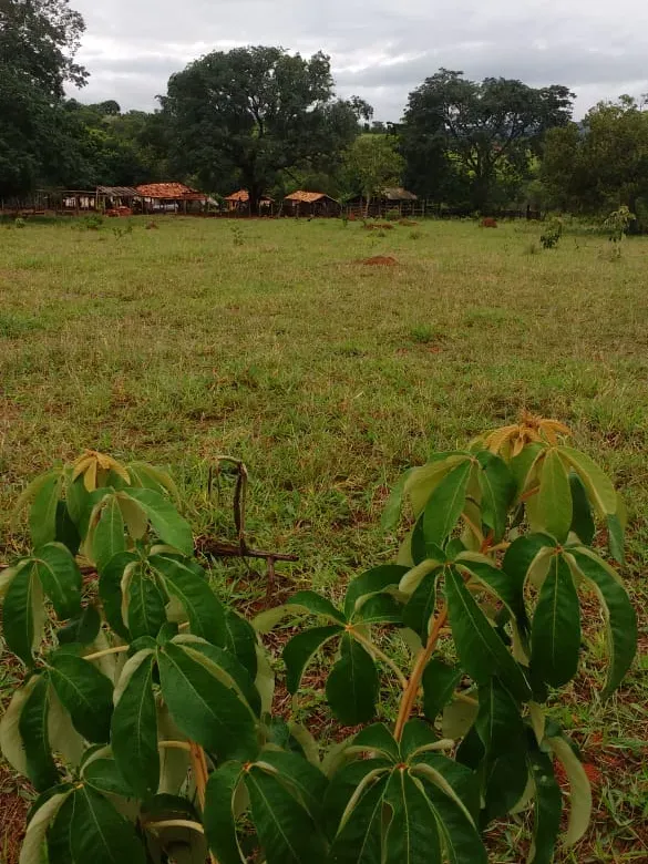 Fazenda em Felixlândia/Minas Gerais — Ref QRHQRF — Imagem 12