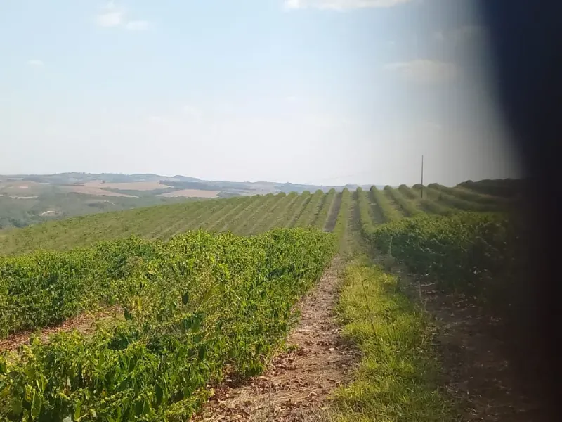 Fazenda em Bom Sucesso/Minas Gerais — Ref OMBOHS — Imagem 11