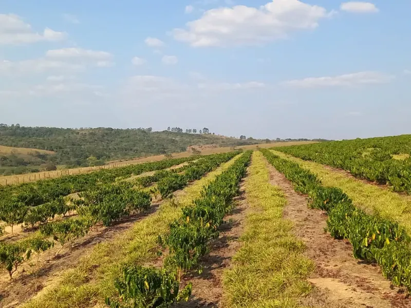 Fazenda em Bom Sucesso/Minas Gerais — Ref OMBOHS — Imagem 3