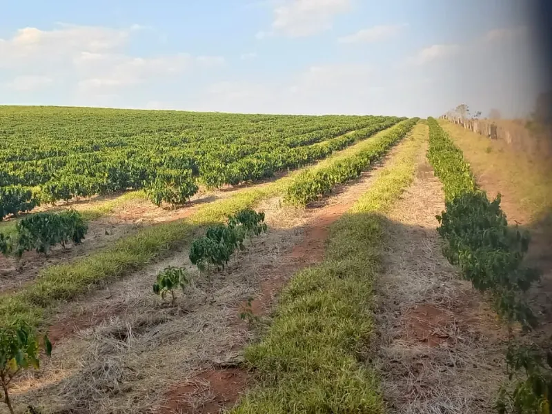 Fazenda em Bom Sucesso/Minas Gerais — Ref OMBOHS — Imagem 4