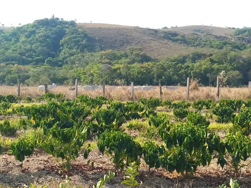 Fazenda em Bom Sucesso/Minas Gerais — Ref OMBOHS — Imagem 6