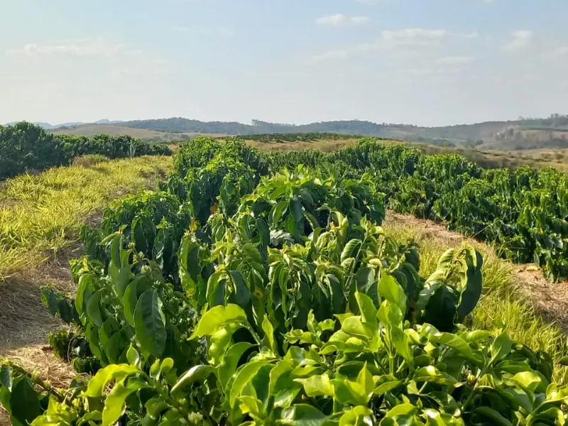 Fazenda em Bom Sucesso/Minas Gerais — Ref OMBOHS — Imagem 9