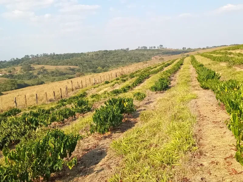 Fazenda em Bom Sucesso/Minas Gerais — Ref OMBOHS — Imagem 5
