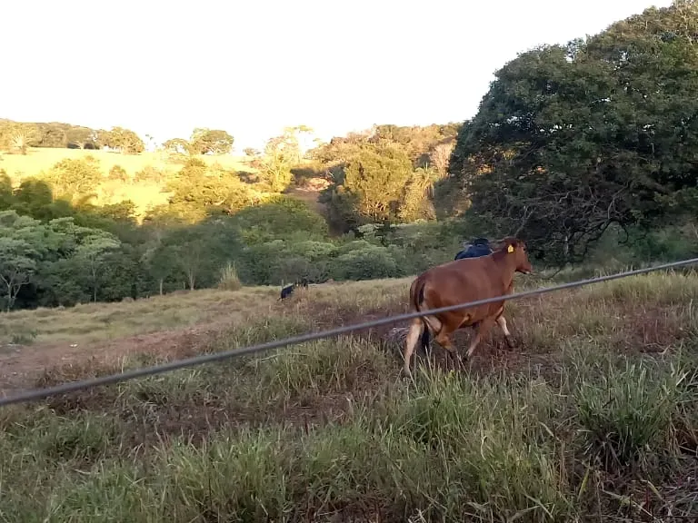 Fazenda em Pará de Minas/Minas Gerais — Ref UO2N10 — Imagem 15