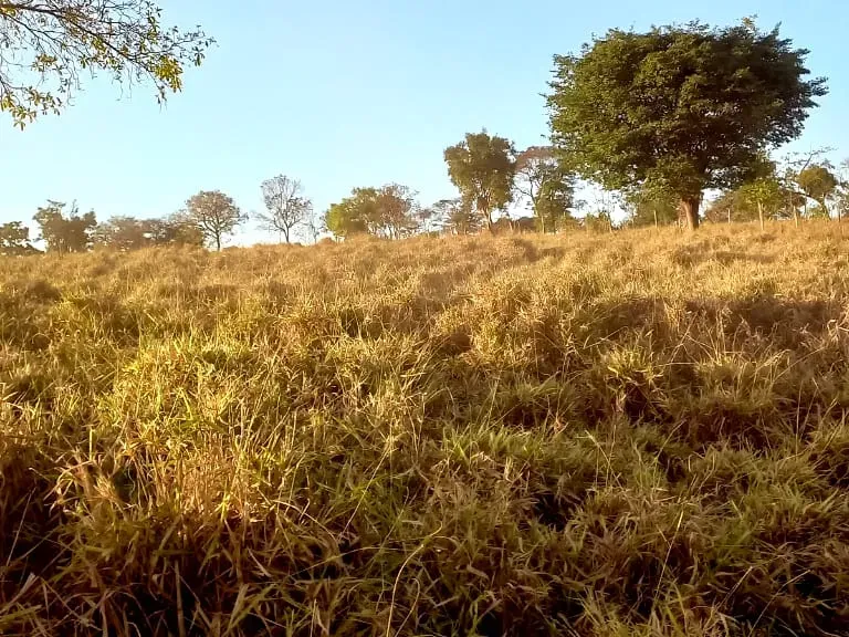 Fazenda em Pará de Minas/Minas Gerais — Ref UO2N10 — Imagem 32