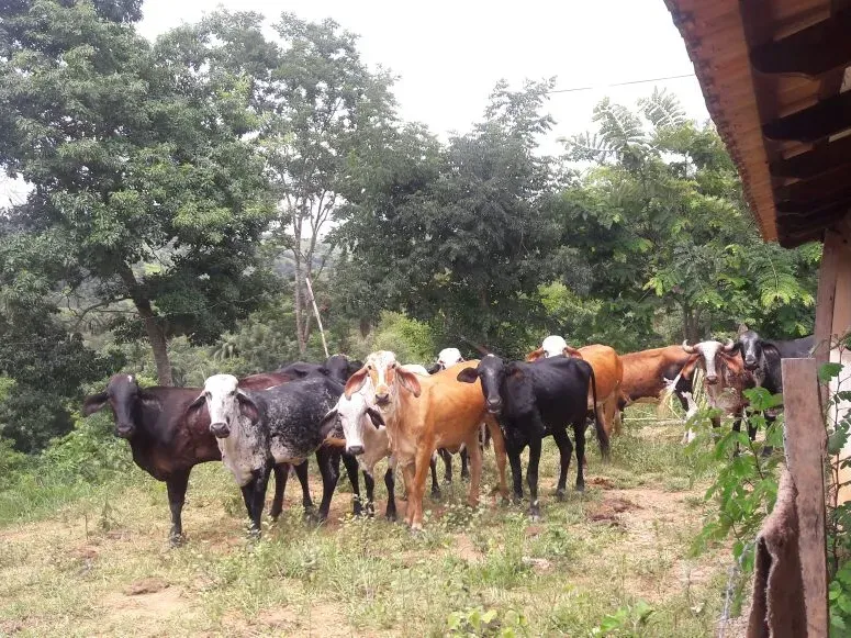 Fazenda em Itaúna/Minas Gerais — Ref 49GBRN — Imagem 4