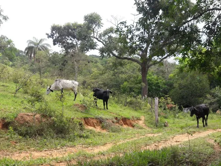 Fazenda em Itaúna/Minas Gerais — Ref 49GBRN — Imagem 2