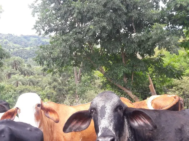 Fazenda em Itaúna/Minas Gerais — Ref 49GBRN — Imagem 27