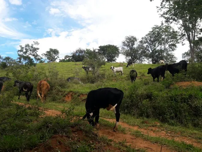 Fazenda em Itaúna/Minas Gerais — Ref 49GBRN — Imagem 3