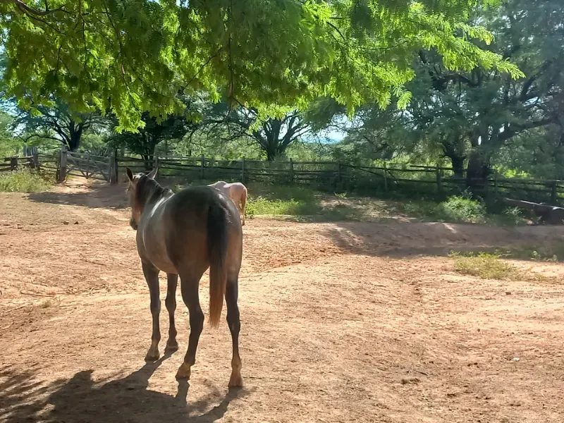 Fazenda em Jaíba/Minas Gerais — Ref 18I3GA — Imagem 9