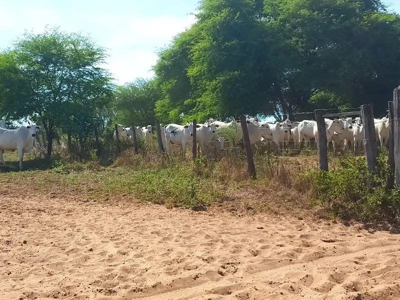 Fazenda em Jaíba/Minas Gerais — Ref 18I3GA — Imagem 14