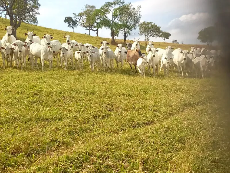 Imóvel rural em Oliveira/Minas Gerais — Ref B67KTC1