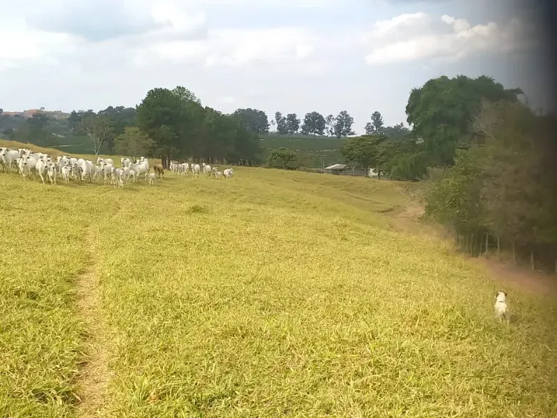 Fazenda em Oliveira/Minas Gerais — Ref B67KTC — Imagem 2