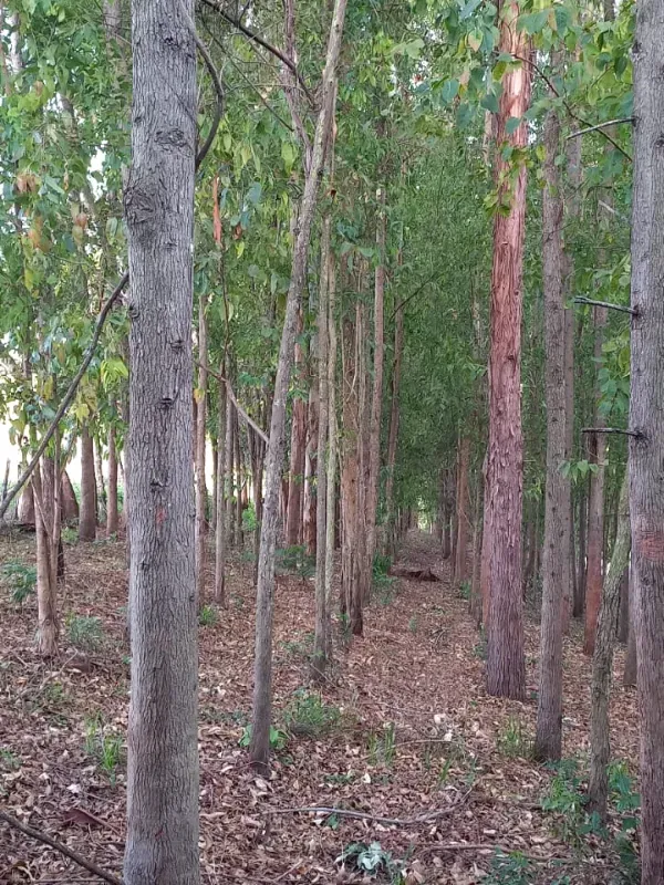 Fazenda em Mateus Leme/Minas Gerais — Ref PKRDR2 — Imagem 18