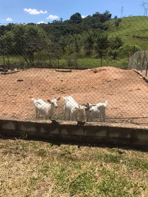 Chácara em Mairiporã/São Paulo — Ref ZBMFFF — Imagem 6