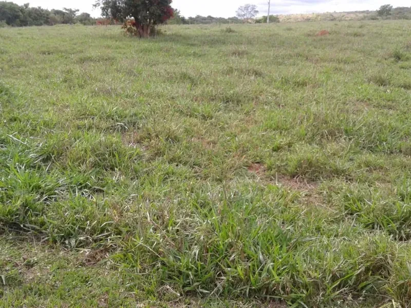 Fazenda em Manga/Minas Gerais — Ref PQ2XUB — Imagem 4