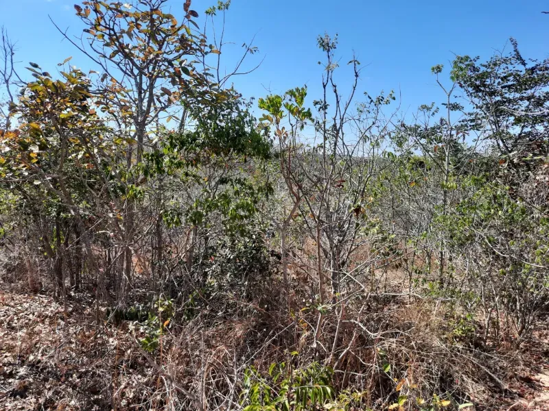 Fazenda em Joaquim Felício/Minas Gerais — Ref WPESEH — Imagem 10
