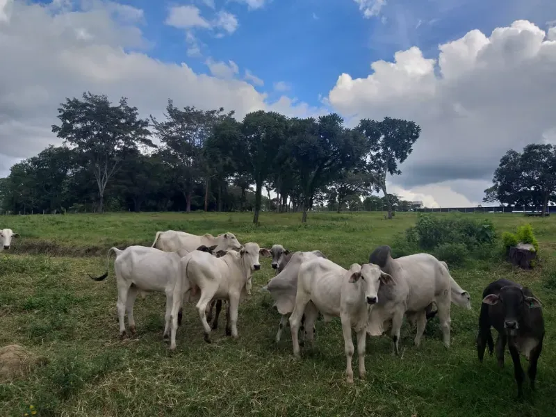 Fazenda em Itaúna/Minas Gerais — Ref A2UPWZ — Imagem 11