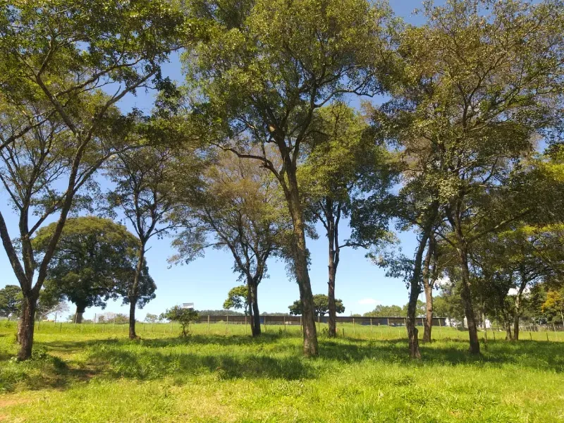 Fazenda em Itaúna/Minas Gerais — Ref A2UPWZ — Imagem 14