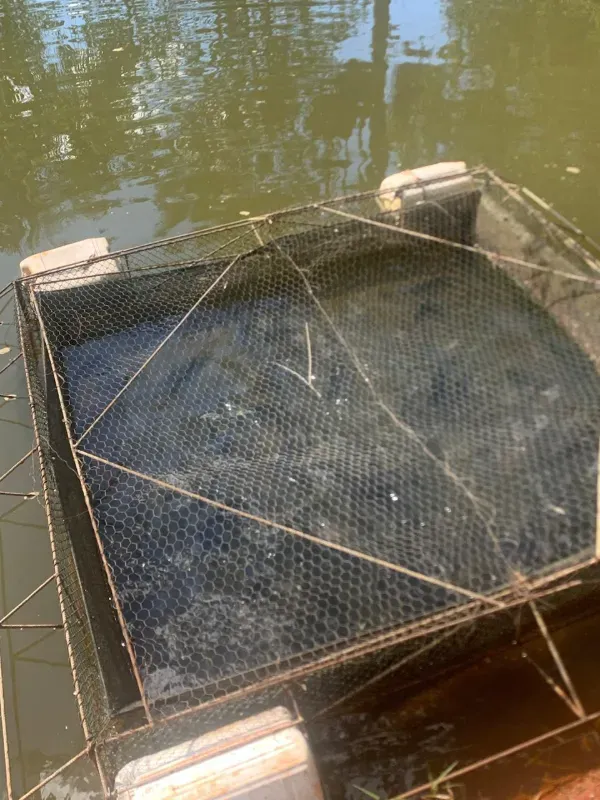 Fazenda em Paraopeba/Minas Gerais — Ref FTC2ZT — Imagem 16