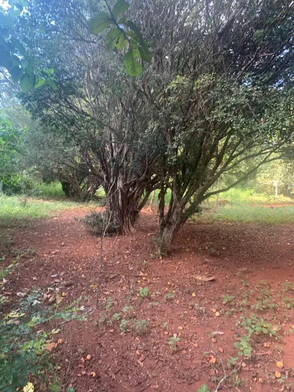 Fazenda em Paraopeba/Minas Gerais — Ref FTC2ZT — Imagem 10