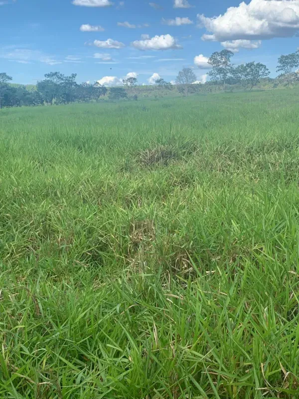 Fazenda em Paraopeba/Minas Gerais — Ref FTC2ZT — Imagem 21