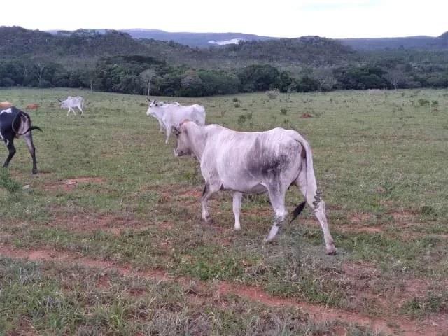 Fazenda em Santo Hipólito/Minas Gerais — Ref NSD41Z — Imagem 47