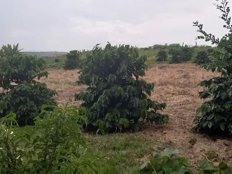 Fazenda em Cruzília/Minas Gerais — Ref 4AARS7 — Imagem 6