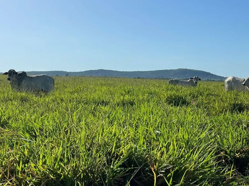 Fazenda em Formosa/Goiás — Ref 71AI4L — Imagem 3