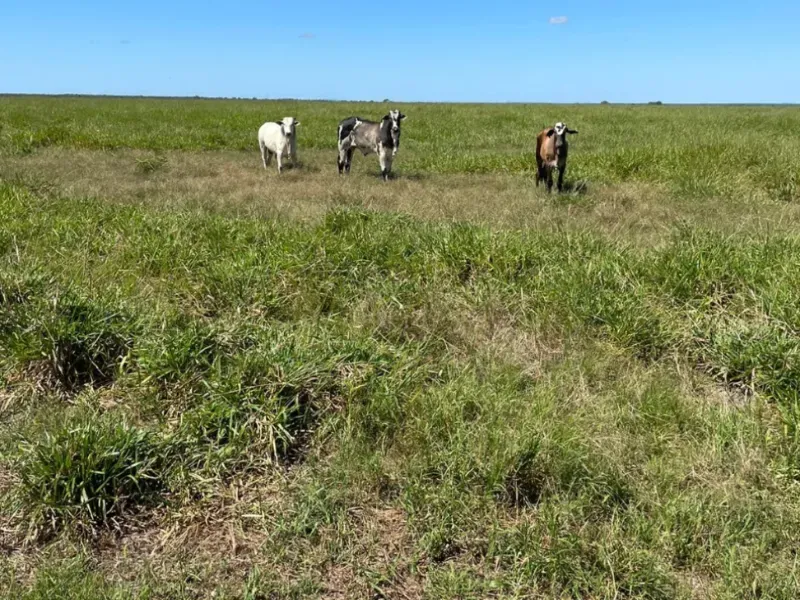Fazenda em Formosa/Goiás — Ref 71AI4L — Imagem 10