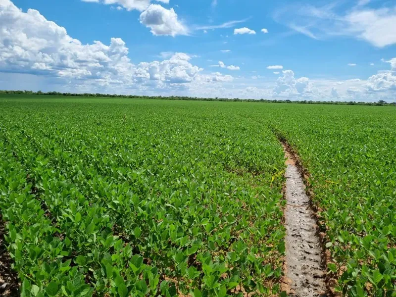 Fazenda em Formosa/Goiás — Ref 71AI4L — Imagem 2