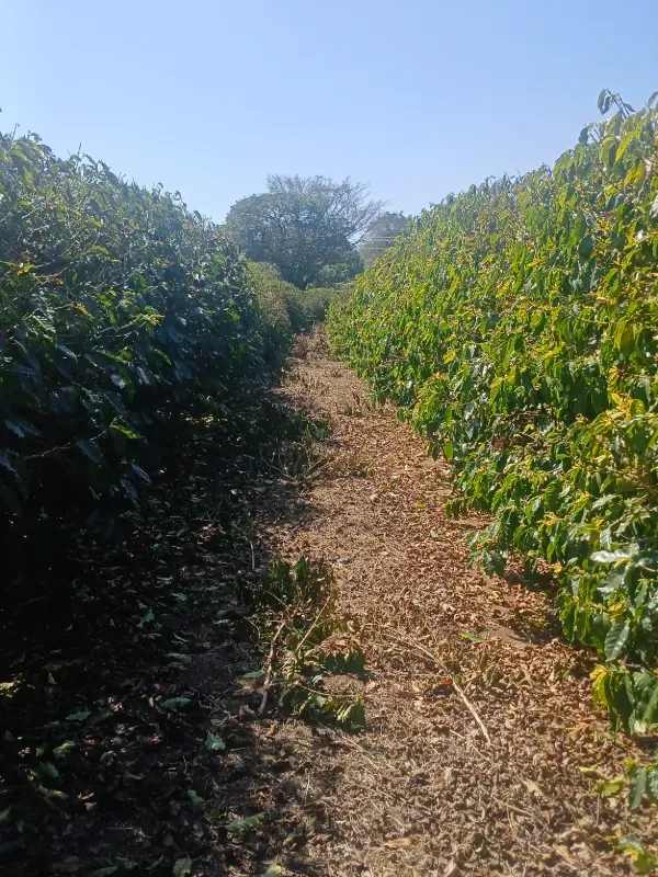 Fazenda em Piumhi/Minas Gerais — Ref ZV7AVE — Imagem 13