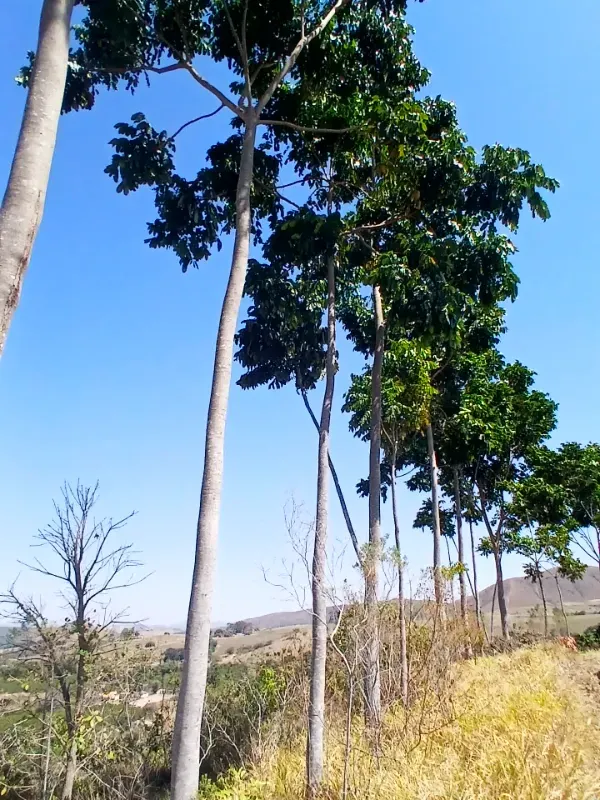 Fazenda em Piumhi/Minas Gerais — Ref ZV7AVE — Imagem 15