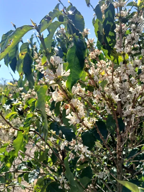 Fazenda em Piumhi/Minas Gerais — Ref ZV7AVE — Imagem 17