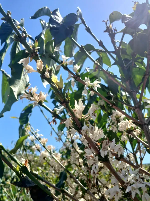 Fazenda em Piumhi/Minas Gerais — Ref ZV7AVE — Imagem 18