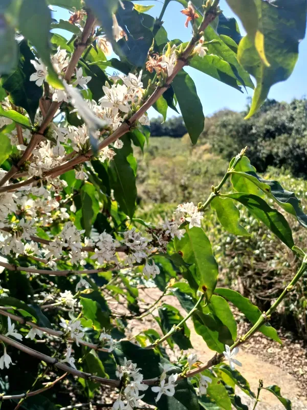 Fazenda em Piumhi/Minas Gerais — Ref ZV7AVE — Imagem 19