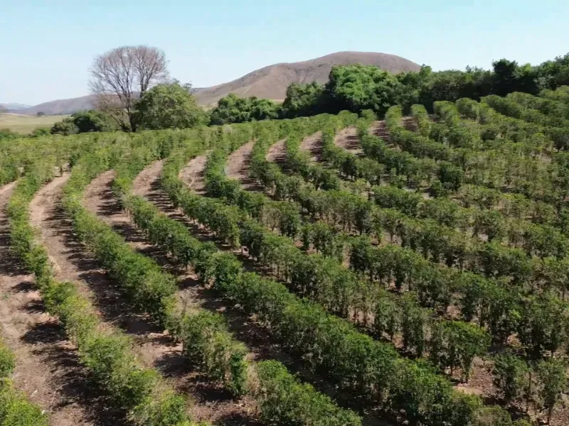 Fazenda em Piumhi/Minas Gerais — Ref ZV7AVE — Imagem 21