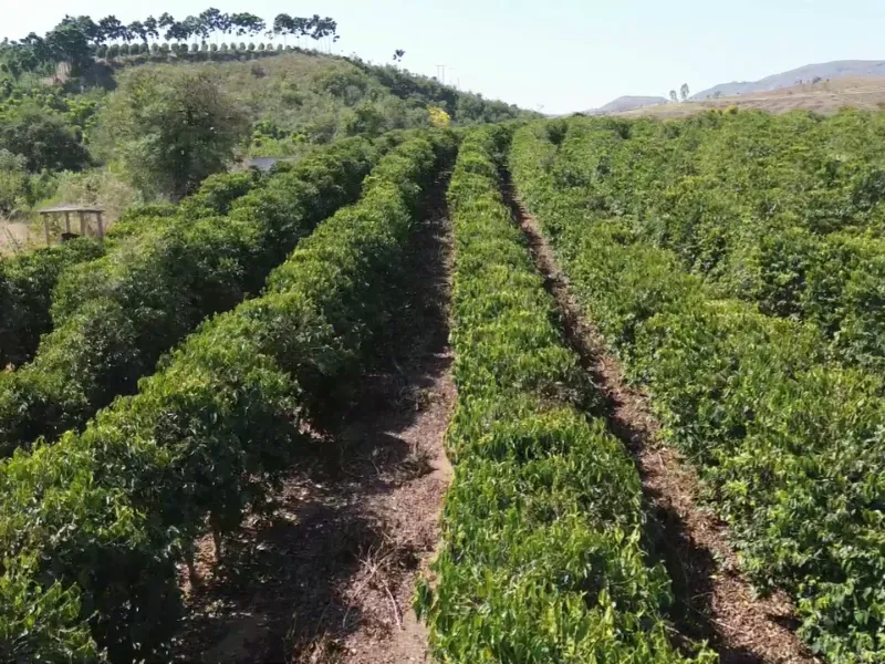 Fazenda em Piumhi/Minas Gerais — Ref ZV7AVE — Imagem 25