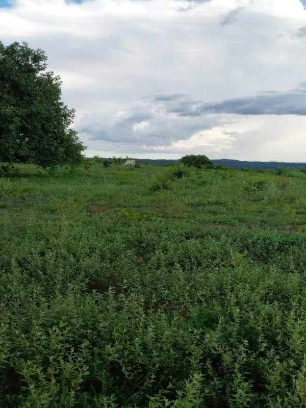 Fazenda em Porto Nacional/Tocantins — Ref 9U61HL — Imagem 8