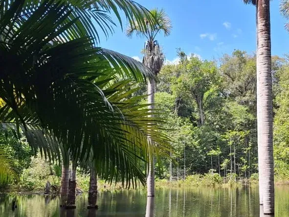 Sítio em Governador Edison Lobão/Maranhão — Ref 3EAIGK — Imagem 10