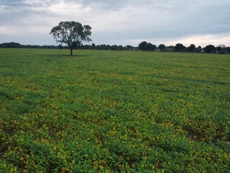 Fazenda em Santa Rita do Tocantins/Tocantins — Ref B8M549 — Imagem 8