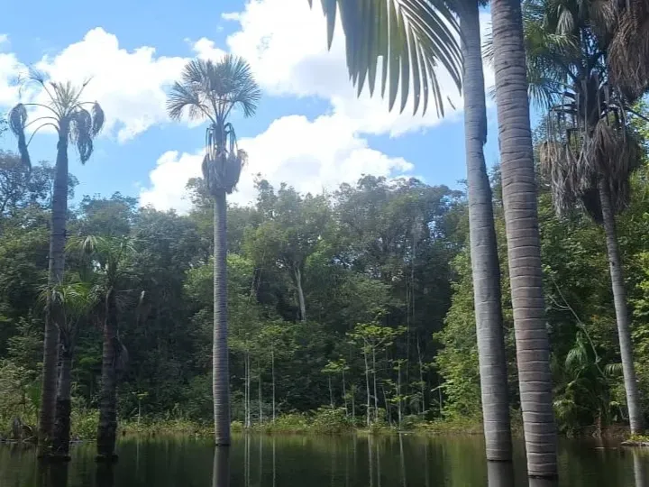 Sítio em Governador Edison Lobão/Maranhão — Ref KM7NN6 — Imagem 8