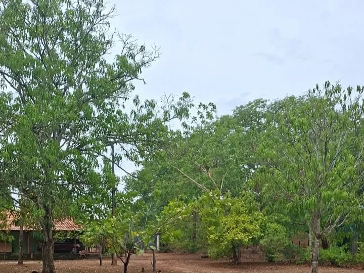 Sítio em Governador Edison Lobão/Maranhão — Ref KM7NN6 — Imagem 19
