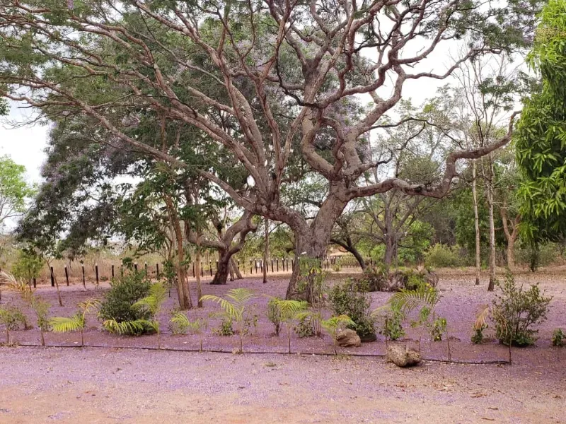 Sítio em Governador Edison Lobão/Maranhão — Ref KM7NN6 — Imagem 17