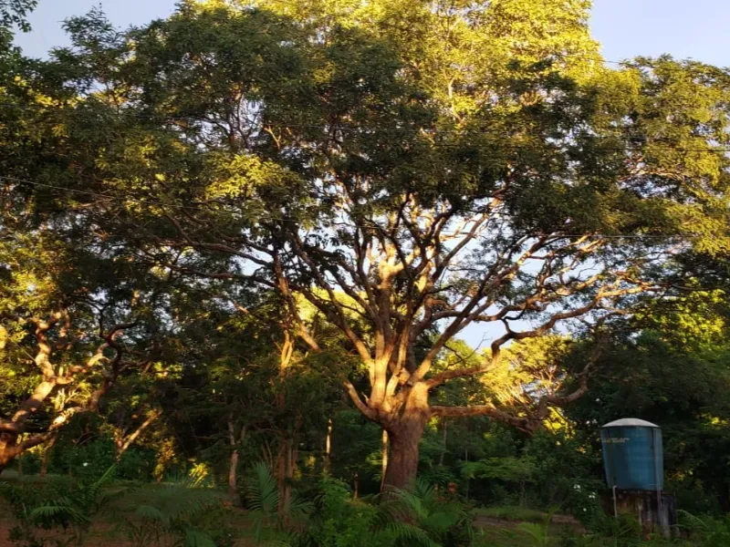 Sítio em Governador Edison Lobão/Maranhão — Ref KM7NN6 — Imagem 16